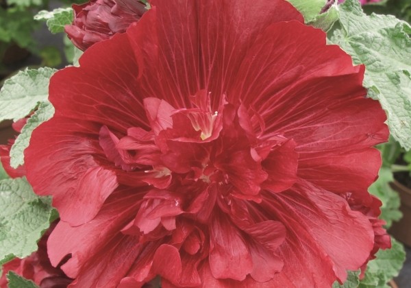 Alcea rosea Ariella Red