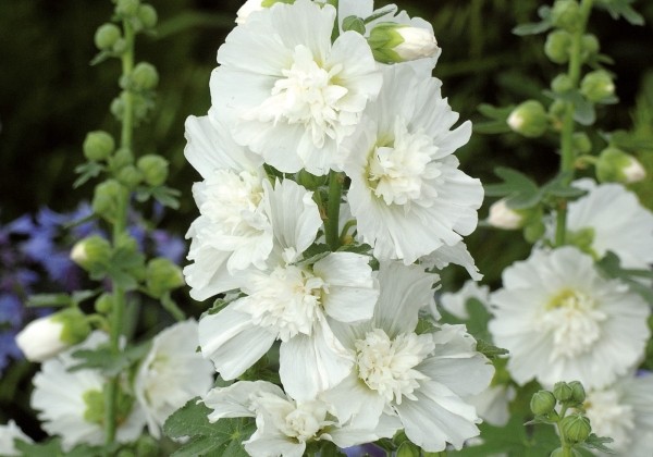 Alcea rosea Ariella White