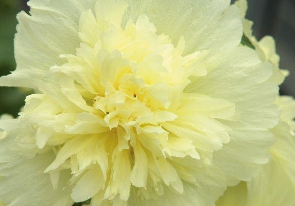 Alcea rosea Ariella Yellow