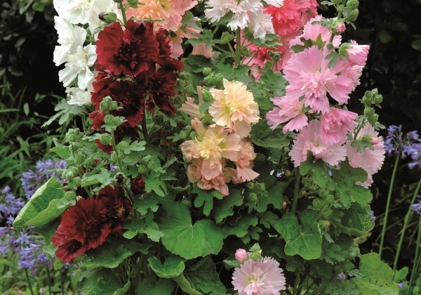 Alcea rosea Ariella Mix