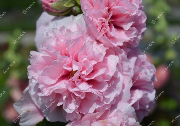 Alcea rosea Chaters Pink (XXL)