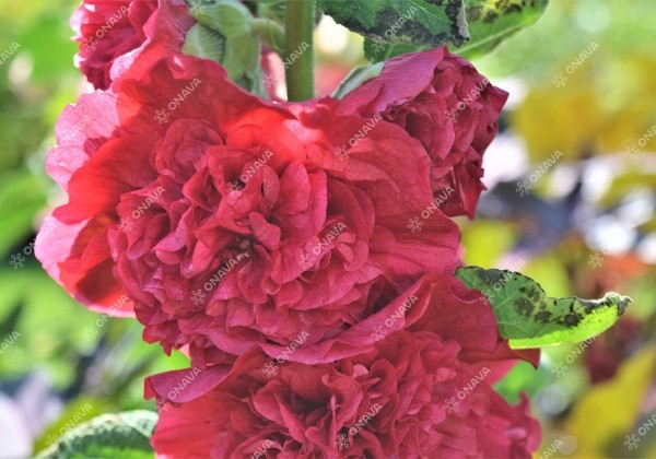 Alcea rosea Chaters Scarlet (XXL)