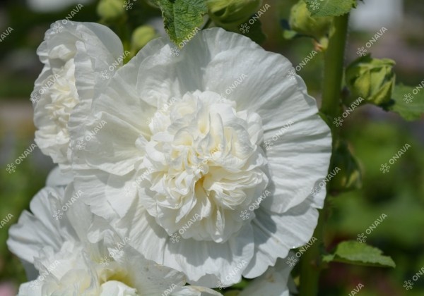 Alcea rosea Chaters White (XXL)