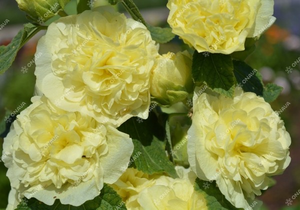 Alcea rosea Chaters Yellow (XXL)