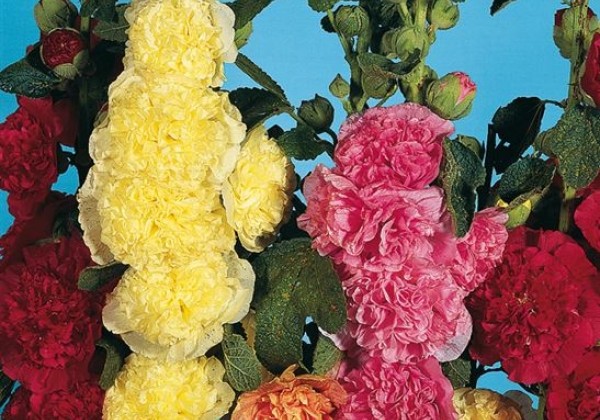 Alcea rosea Chaters Mix