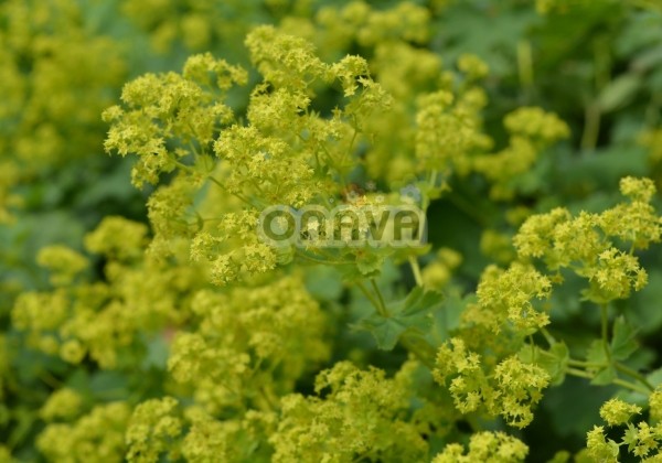 Alchemilla mollis Thriller (XXL)