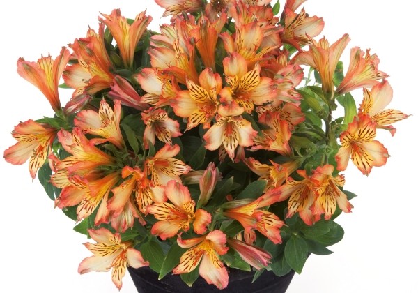 Alstroemeria hybrida Inticancha Bryce (XXL)