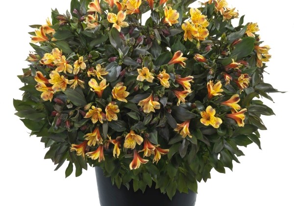 Alstroemeria hybrida Summer Paradise Summer Breeze (XXL)