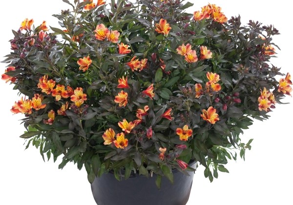Alstroemeria hybrida Summer Paradise Indian Summer (XXL)
