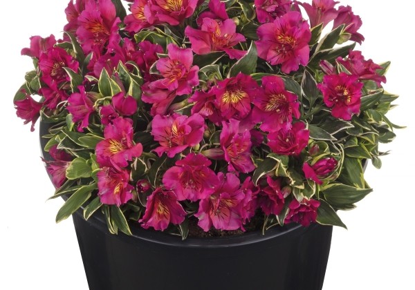 Alstroemeria hybrida Summer Paradise River Valley (XXL)