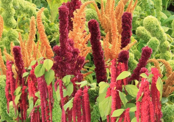 Amaranthus cruentus Complete Mix
