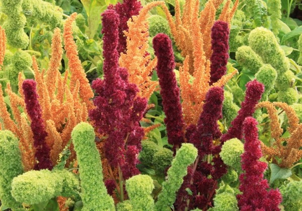 Amaranthus cruentus Upright Mix