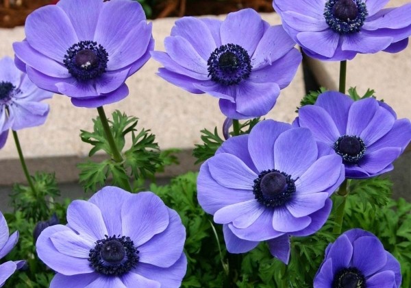 Anemone coronaria Animo Blue