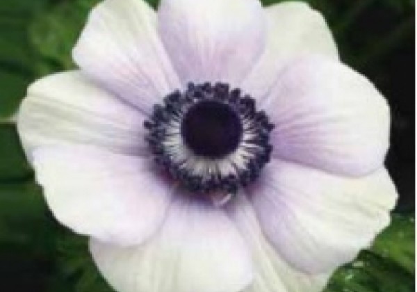 Anemone coronaria Animo Pastel Blue