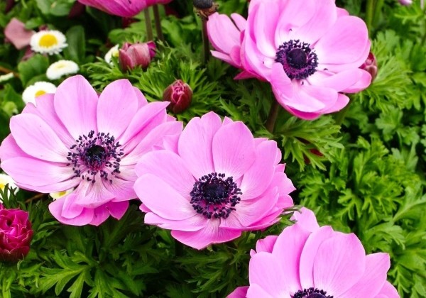 Anemone coronaria Animo Pink