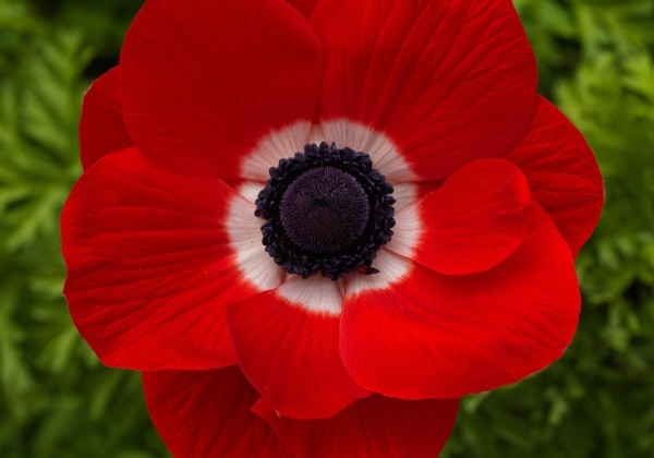 Anemone coronaria Animo Scarlet