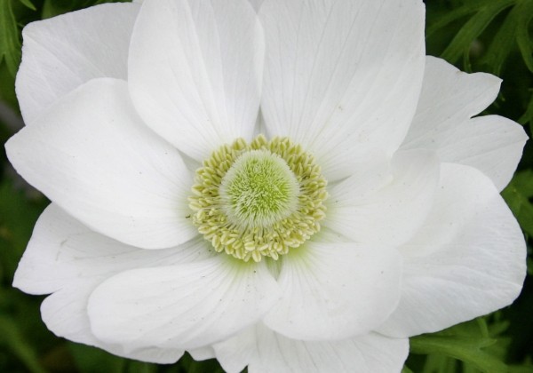 Anemone coronaria Animo White