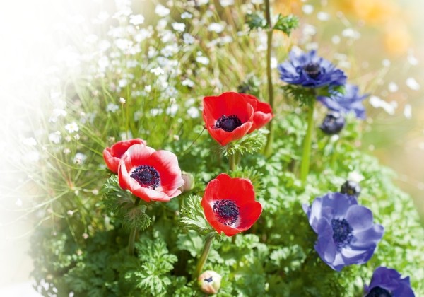 Anemone coronaria Animo Mix