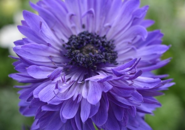 Anemone coronaria Animo Double Blue