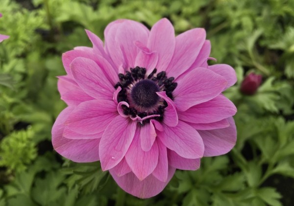 Anemone coronaria Animo Double Pink