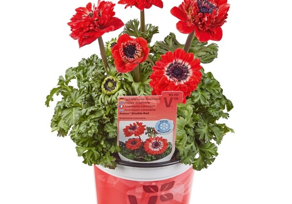 Anemone coronaria Animo Double Scarlet