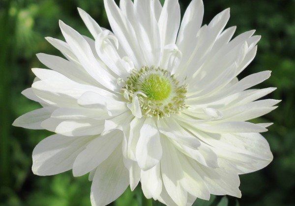 Anemone coronaria Animo Double White
