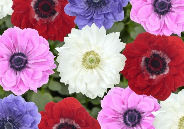 Anemone coronaria Animo Double Mix