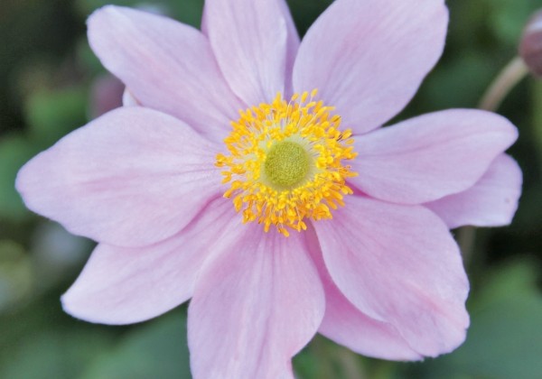 Anemone hupehensis Alando Pink
