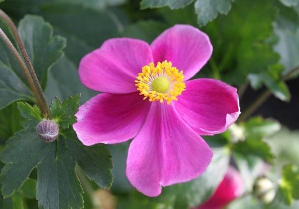 Anemone hupehensis Alando Rose