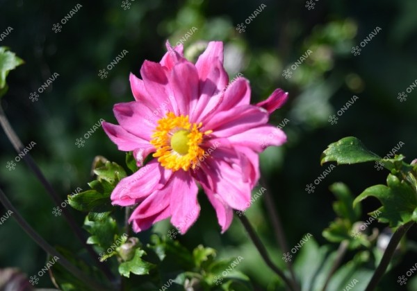 Anemone hupehensis Bressingham Glow