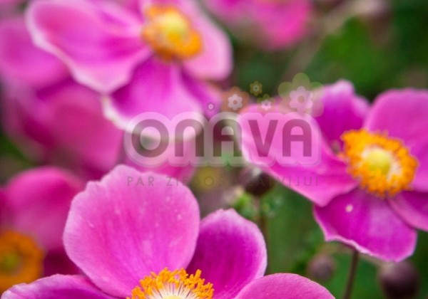 Anemone hupehensis Praecox