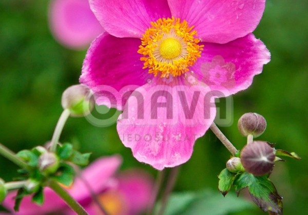 Anemone hupehensis Praecox
