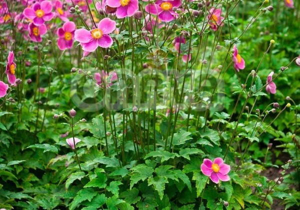 Anemone hupehensis Praecox