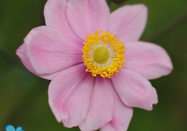 Anemone hupehensis Serenade