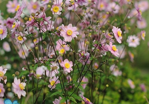 Anemone hupehensis Serenade