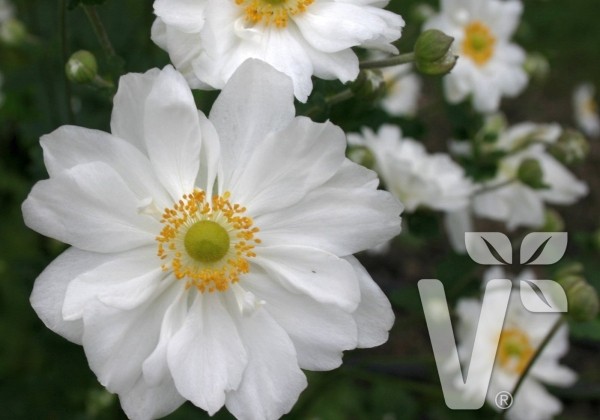 Anemone hupehensis Whirlwind