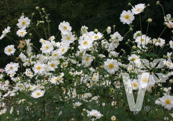 Anemone hupehensis Whirlwind