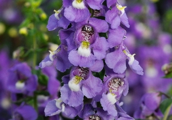 Angelonia angustifolia Angelito Blue