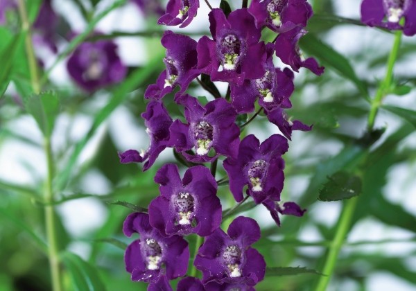Angelonia angustifolia Angelito Purple
