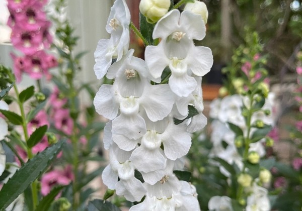Angelonia angustifolia Angelito White