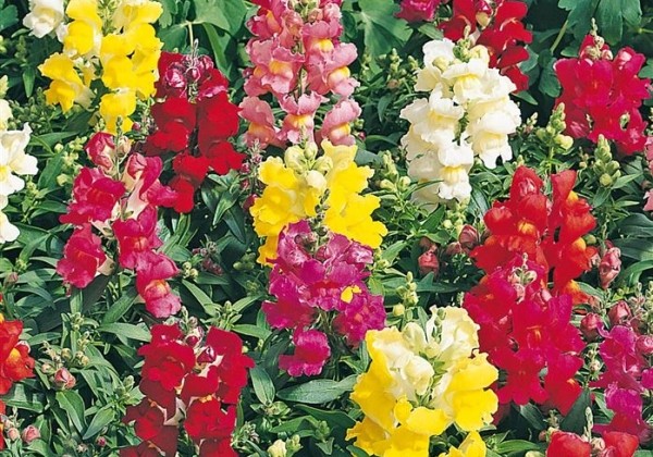 Antirrhinum majus Leo Elite Mix