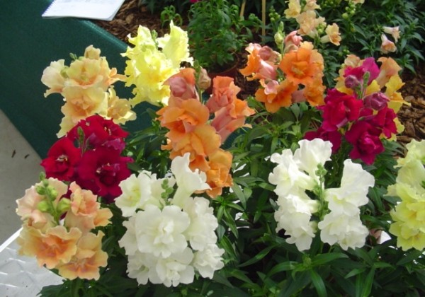 Antirrhinum majus Twinny Mix