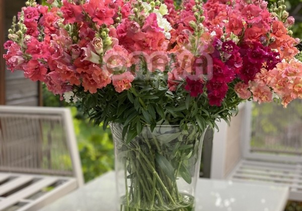 Antirrhinum majus Madame Butterfly Mix