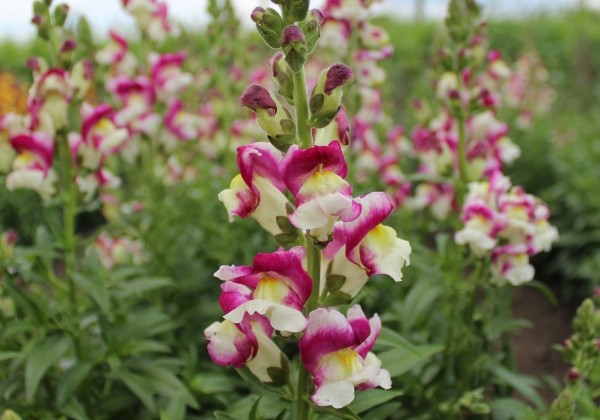 Antirrhinum majus Twist Cherry