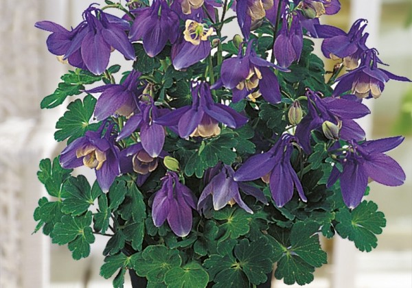 Aquilegia flabellata Cameo Blue and White