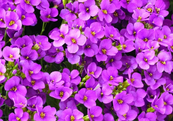 Arabis caucasica Little Treasure Deep Rose