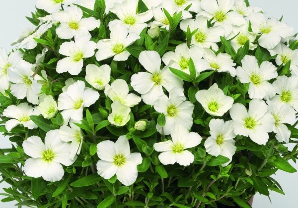 Arenaria montana Blizzard Compact