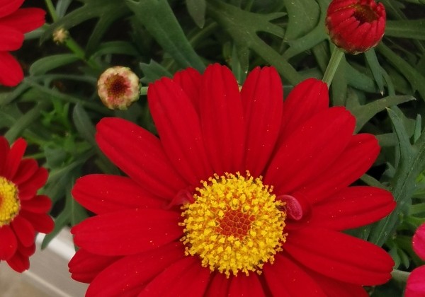 Argyranthemum frutescens Aramis Classic Red