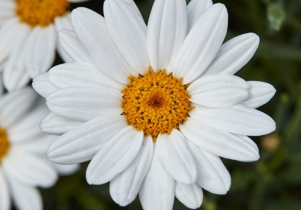 Argyranthemum frutescens Aramis Classic White