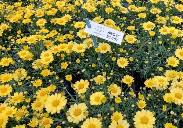 Argyranthemum frutescens Aramis Classic Yellow